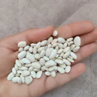 لوبیا سفید درجه یک کشت امسال