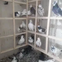 بارجدید رسید|پرنده|کوهدشت, |دیوار