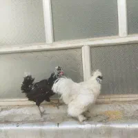 خروس ابریشمی مرغ رسمی