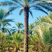 نخل بلندو زیبا میخواید گروه ما رو پیدا کنید