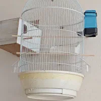 کوتوله برزیلی