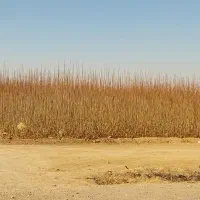 نهال انواع درخت