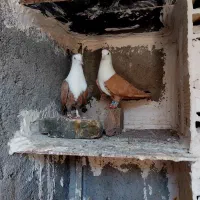 کبوتر پرنده