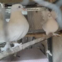 دم چتری