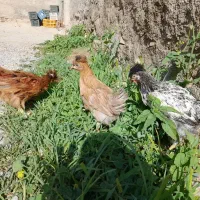 جوجه محلی