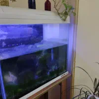 2عدد اکواریوم با ابعاد 60*30و 45*25