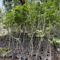 فروش ویژه نهال