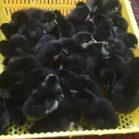 دستگاه جوجه کشی|لوازم جانبی حیوانات|کردکوی, |دیوار