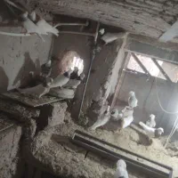 کبوتر طوقی وپارپارلی ودمی|پرنده|خسروشاه, |دیوار