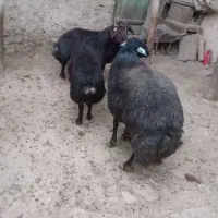 پنج راس بره ماده خوش  با سه راس قوچ جوان|حیوانات مزرعه|تکاب, |دیوار