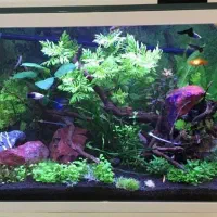 اکواریوم با وسیله