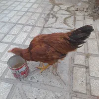 خروس4ماهه|حیوانات مزرعه|سبزوار, شهرک ابوذر|دیوار