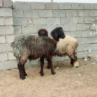 شیشک کله زنگ|حیوانات مزرعه|شوشتر, |دیوار