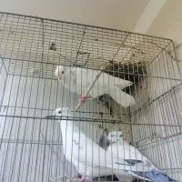 کفتر یاکبوتر