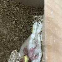 جفت عروس هلندی|پرنده|یزد, |دیوار