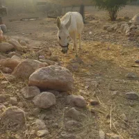 فروش الاغ اخته جوان