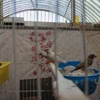 فنج جفت،فنج.اورنج،گلدین|پرنده|آستانه اشرفیه, |دیوار