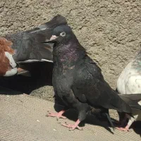 کوی علوی|پرنده|اهواز, کوی علوی|دیوار