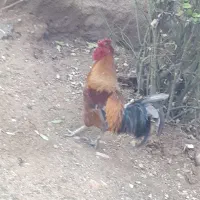 خروس کردی چهل پوک|حیوانات مزرعه|سرپل ذهاب, |دیوار