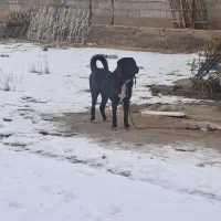 سگ گمشده|سگ|باسمنج, |دیوار