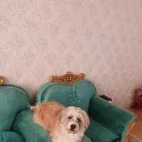 واگذاری سگ|سگ|فردیس, فردیس|دیوار