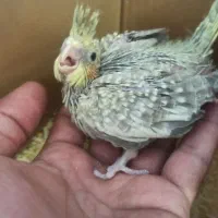 جوجه عروس هلندی