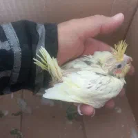 یک جفت عروس رنگ خاص دوکت لوتینو وآلبینو با دوجوجه