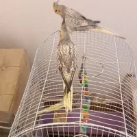 عروس اهلی