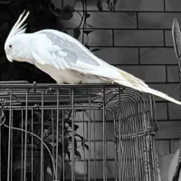 عروس هلندی گمشده