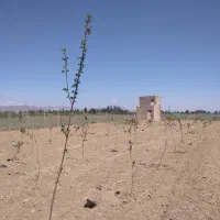 ملک سند دار با سهم آب و برق و گاز در شهر تاکستان