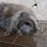 خرگوش لوپ نر|موش و خرگوش|بهشهر, |دیوار