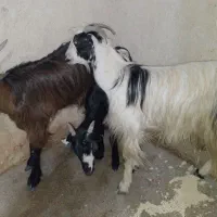 فروش دوعددبزویک عددتیشتر درناصری