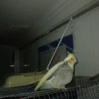 عروس هلندی نر