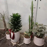 تمیزکاری ساختمان|خدمات نظافت|جهرم, |دیوار