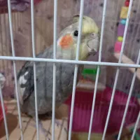 عروس هلندی نر