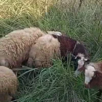 فروش تک و عمده گوسفندوبره زنده|حیوانات مزرعه|نوشهر, |دیوار