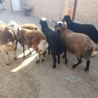 بره نر