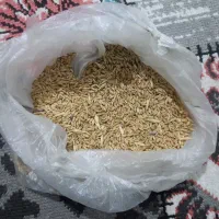 باسلام گندم دیم امسال
