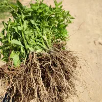نشاء گوجه دو رقم و کاهو