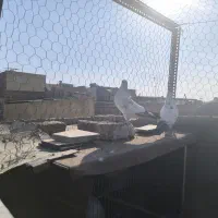 کله دم سبز|پرنده|اصفهان, پوریای ولی|دیوار