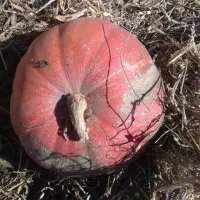 کدوحلوایی شیرین|خوردنی و آشامیدنی|بهار, |دیوار