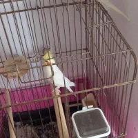 انگشتر نقره|بدلیجات|صفادشت, |دیوار