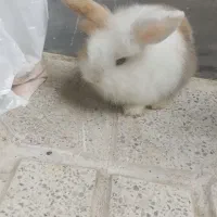 خرگوش لپ|موش و خرگوش|کرج, شهرک جهان آرا|دیوار