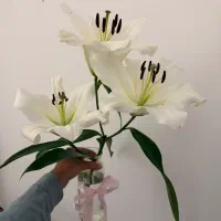 گل لیلیوم تازه