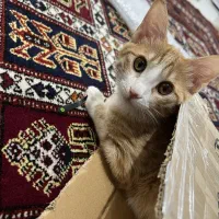 واگذاری گربه نارنجی ماده