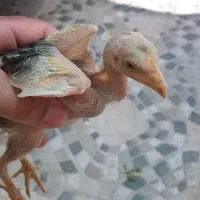 جوجه لاری ومرغ وخروس لاری ومحلی