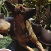 حیوانات گم شده