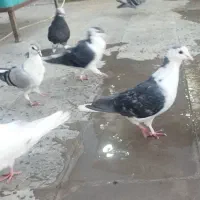 کفتر