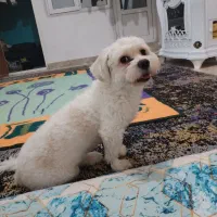 سگ پا کوتاه هنوز دو سالش نشده پسره اسمش پو پو هست|سگ|الوند, |دیوار