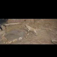 واگذاری سگ همه چی تموم